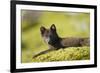 Arctic Fox, Svalbard, Norway-Paul Souders-Framed Photographic Print