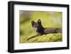 Arctic Fox, Svalbard, Norway-Paul Souders-Framed Photographic Print