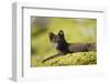 Arctic Fox, Svalbard, Norway-Paul Souders-Framed Photographic Print