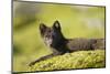 Arctic Fox, Svalbard, Norway-Paul Souders-Mounted Photographic Print