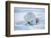 Arctic Fox (Vulpes Lagopus) Feeding In Snow, In Winter Coat, 1002 Coastal Plain-Steven Kazlowski-Framed Photographic Print