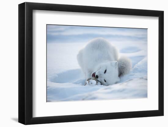 Arctic Fox (Vulpes Lagopus) Feeding In Snow, In Winter Coat, 1002 Coastal Plain-Steven Kazlowski-Framed Photographic Print