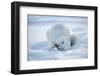 Arctic Fox (Vulpes Lagopus) Feeding In Snow, In Winter Coat, 1002 Coastal Plain-Steven Kazlowski-Framed Photographic Print