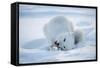 Arctic Fox (Vulpes Lagopus) Feeding In Snow, In Winter Coat, 1002 Coastal Plain-Steven Kazlowski-Framed Stretched Canvas