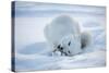 Arctic Fox (Vulpes Lagopus) Feeding In Snow, In Winter Coat, 1002 Coastal Plain-Steven Kazlowski-Stretched Canvas