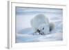 Arctic Fox (Vulpes Lagopus) Feeding In Snow, In Winter Coat, 1002 Coastal Plain-Steven Kazlowski-Framed Photographic Print