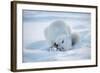 Arctic Fox (Vulpes Lagopus) Feeding In Snow, In Winter Coat, 1002 Coastal Plain-Steven Kazlowski-Framed Photographic Print