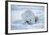 Arctic Fox (Vulpes Lagopus) Feeding In Snow, In Winter Coat, 1002 Coastal Plain-Steven Kazlowski-Framed Photographic Print