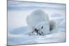 Arctic Fox (Vulpes Lagopus) Feeding In Snow, In Winter Coat, 1002 Coastal Plain-Steven Kazlowski-Mounted Photographic Print