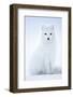 Arctic Fox (Vulpes lagopus), in winter coat portrait, Svalbard, Norway, April.-Danny Green-Framed Photographic Print