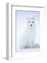 Arctic Fox (Vulpes lagopus), in winter coat portrait, Svalbard, Norway, April.-Danny Green-Framed Photographic Print