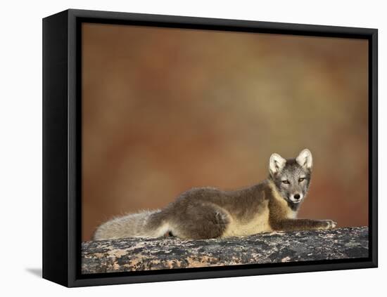 Arctic Fox (Vulpes Lagopus) Lying on Rock, Disko Bay, Greenland, August 2009-Jensen-Framed Stretched Canvas