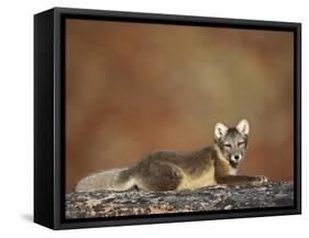 Arctic Fox (Vulpes Lagopus) Lying on Rock, Disko Bay, Greenland, August 2009-Jensen-Framed Stretched Canvas