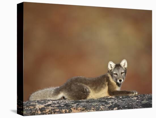 Arctic Fox (Vulpes Lagopus) Lying on Rock, Disko Bay, Greenland, August 2009-Jensen-Stretched Canvas