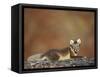 Arctic Fox (Vulpes Lagopus) Lying on Rock, Disko Bay, Greenland, August 2009-Jensen-Framed Stretched Canvas