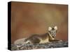 Arctic Fox (Vulpes Lagopus) Lying on Rock, Disko Bay, Greenland, August 2009-Jensen-Stretched Canvas