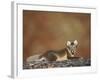 Arctic Fox (Vulpes Lagopus) Lying on Rock, Disko Bay, Greenland, August 2009-Jensen-Framed Photographic Print