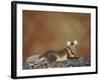 Arctic Fox (Vulpes Lagopus) Lying on Rock, Disko Bay, Greenland, August 2009-Jensen-Framed Photographic Print