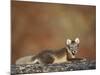 Arctic Fox (Vulpes Lagopus) Lying on Rock, Disko Bay, Greenland, August 2009-Jensen-Mounted Photographic Print