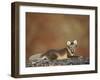 Arctic Fox (Vulpes Lagopus) Lying on Rock, Disko Bay, Greenland, August 2009-Jensen-Framed Photographic Print