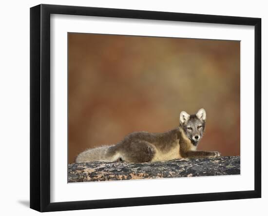 Arctic Fox (Vulpes Lagopus) Lying on Rock, Disko Bay, Greenland, August 2009-Jensen-Framed Photographic Print