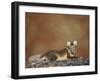 Arctic Fox (Vulpes Lagopus) Lying on Rock, Disko Bay, Greenland, August 2009-Jensen-Framed Photographic Print