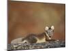 Arctic Fox (Vulpes Lagopus) Lying on Rock, Disko Bay, Greenland, August 2009-Jensen-Mounted Photographic Print