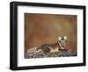 Arctic Fox (Vulpes Lagopus) Lying on Rock, Disko Bay, Greenland, August 2009-Jensen-Framed Photographic Print