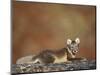 Arctic Fox (Vulpes Lagopus) Lying on Rock, Disko Bay, Greenland, August 2009-Jensen-Mounted Photographic Print