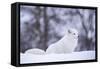 Arctic Fox (Vulpes Lagopus), Polar Park, Norway, Troms, Norway, Scandinavia-Sergio Pitamitz-Framed Stretched Canvas