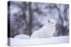 Arctic Fox (Vulpes Lagopus), Polar Park, Norway, Troms, Norway, Scandinavia-Sergio Pitamitz-Stretched Canvas