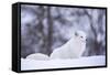 Arctic Fox (Vulpes Lagopus), Polar Park, Norway, Troms, Norway, Scandinavia-Sergio Pitamitz-Framed Stretched Canvas