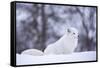 Arctic Fox (Vulpes Lagopus), Polar Park, Norway, Troms, Norway, Scandinavia-Sergio Pitamitz-Framed Stretched Canvas