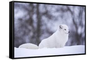 Arctic Fox (Vulpes Lagopus), Polar Park, Norway, Troms, Norway, Scandinavia-Sergio Pitamitz-Framed Stretched Canvas