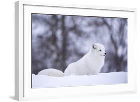 Arctic Fox (Vulpes Lagopus), Polar Park, Norway, Troms, Norway, Scandinavia-Sergio Pitamitz-Framed Photographic Print