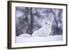 Arctic Fox (Vulpes Lagopus), Polar Park, Norway, Troms, Norway, Scandinavia-Sergio Pitamitz-Framed Photographic Print