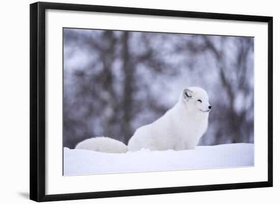 Arctic Fox (Vulpes Lagopus), Polar Park, Norway, Troms, Norway, Scandinavia-Sergio Pitamitz-Framed Photographic Print