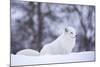 Arctic Fox (Vulpes Lagopus), Polar Park, Norway, Troms, Norway, Scandinavia-Sergio Pitamitz-Mounted Photographic Print