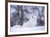 Arctic Fox (Vulpes Lagopus), Polar Park, Norway, Troms, Norway, Scandinavia-Sergio Pitamitz-Framed Photographic Print