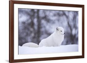 Arctic Fox (Vulpes Lagopus), Polar Park, Norway, Troms, Norway, Scandinavia-Sergio Pitamitz-Framed Photographic Print