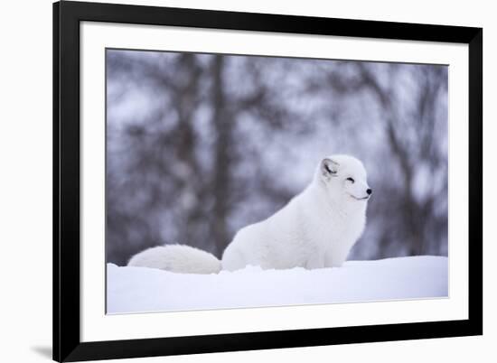 Arctic Fox (Vulpes Lagopus), Polar Park, Norway, Troms, Norway, Scandinavia-Sergio Pitamitz-Framed Photographic Print