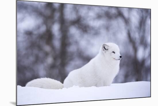 Arctic Fox (Vulpes Lagopus), Polar Park, Norway, Troms, Norway, Scandinavia-Sergio Pitamitz-Mounted Photographic Print