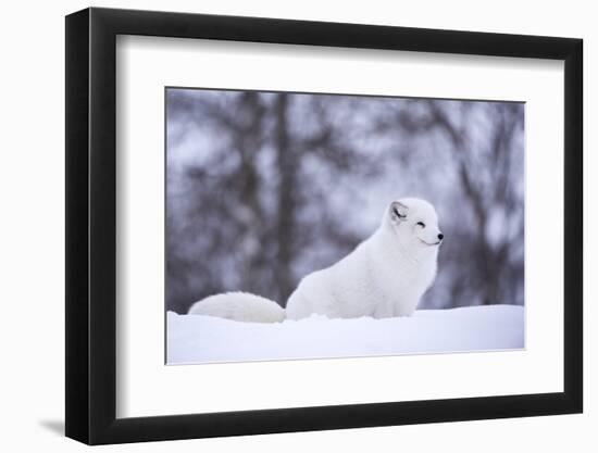 Arctic Fox (Vulpes Lagopus), Polar Park, Norway, Troms, Norway, Scandinavia-Sergio Pitamitz-Framed Photographic Print