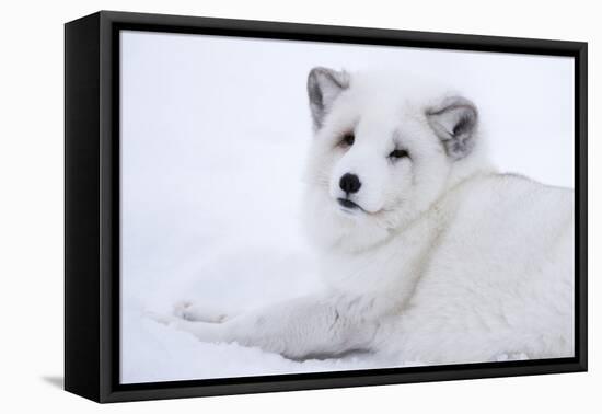 Arctic Fox (Vulpes Lagopus), Polar Park, Troms, Norway, Scandinavia-Sergio Pitamitz-Framed Stretched Canvas