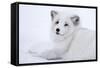 Arctic Fox (Vulpes Lagopus), Polar Park, Troms, Norway, Scandinavia-Sergio Pitamitz-Framed Stretched Canvas