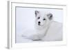 Arctic Fox (Vulpes Lagopus), Polar Park, Troms, Norway, Scandinavia-Sergio Pitamitz-Framed Photographic Print