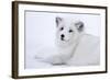 Arctic Fox (Vulpes Lagopus), Polar Park, Troms, Norway, Scandinavia-Sergio Pitamitz-Framed Photographic Print