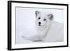 Arctic Fox (Vulpes Lagopus), Polar Park, Troms, Norway, Scandinavia-Sergio Pitamitz-Framed Photographic Print