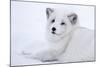 Arctic Fox (Vulpes Lagopus), Polar Park, Troms, Norway, Scandinavia-Sergio Pitamitz-Mounted Photographic Print