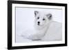 Arctic Fox (Vulpes Lagopus), Polar Park, Troms, Norway, Scandinavia-Sergio Pitamitz-Framed Photographic Print